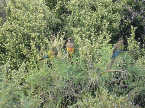 صورة Cyanoliseus Bonaparte 1854