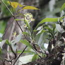 Image of Eria tomentosa (J. Koenig) Hook. fil.