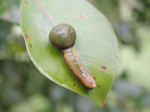 Image of Carea varipes Walker 1856