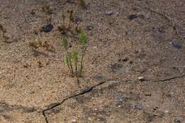 Image of hairgrass