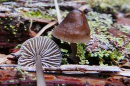 Image of Mycena silvae-nigrae Maas Geest. & Schwöbel 1987