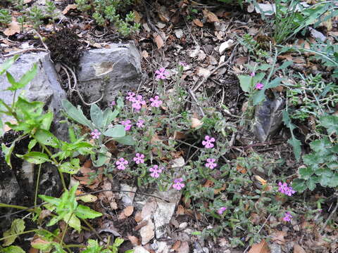 Image of Saponaria calabrica Guss.