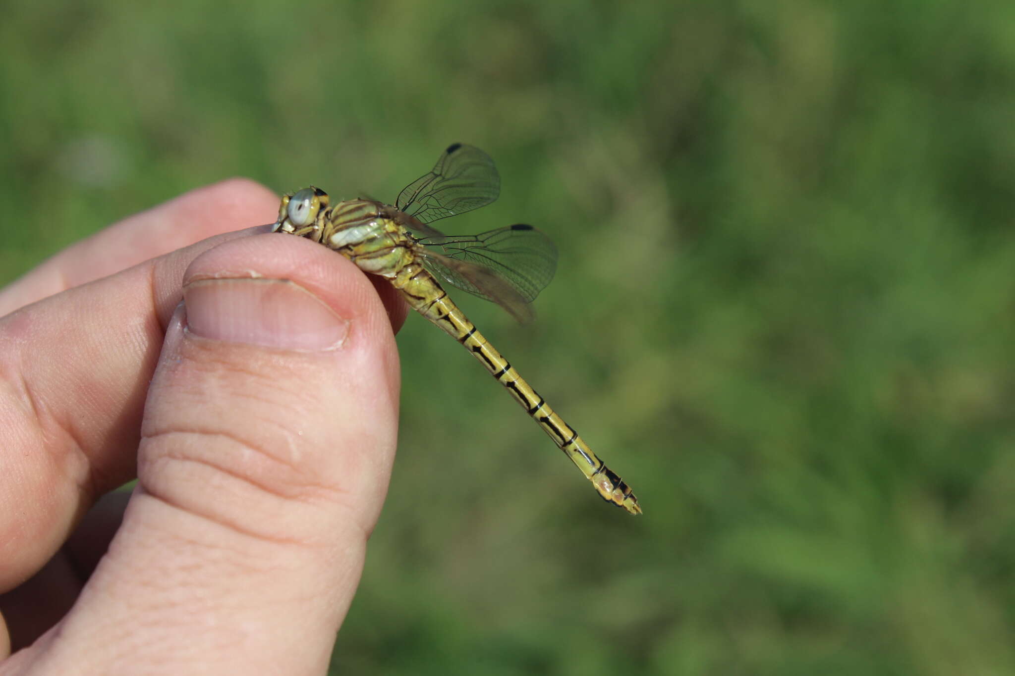 Image of Clubbed Talontail