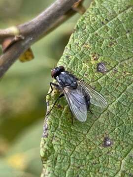 Image of Polietes domitor (Harris 1780)