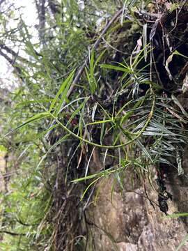 Maxillaria graminifolia (Kunth) Rchb. fil.的圖片