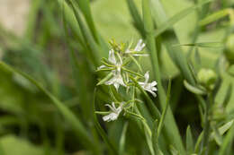 Image de Linaria chalepensis (L.) Mill.