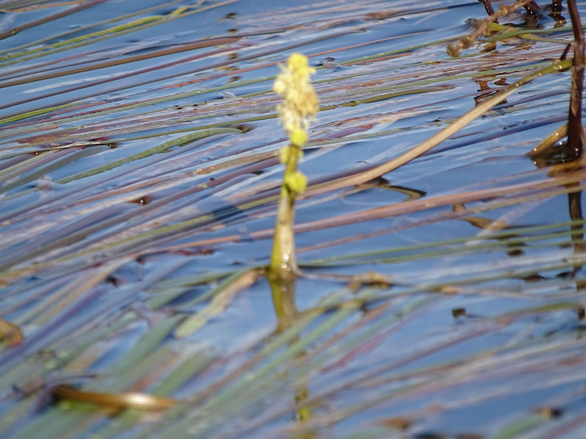 Image de Sparganium longifolium Turcz. ex Ledeb.