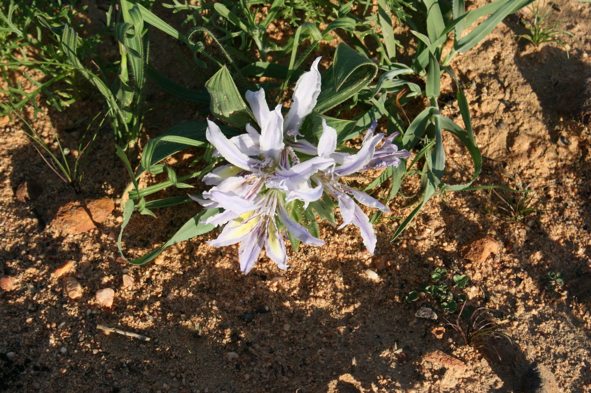 Babiana scabrifolia Brehmer ex Klatt resmi