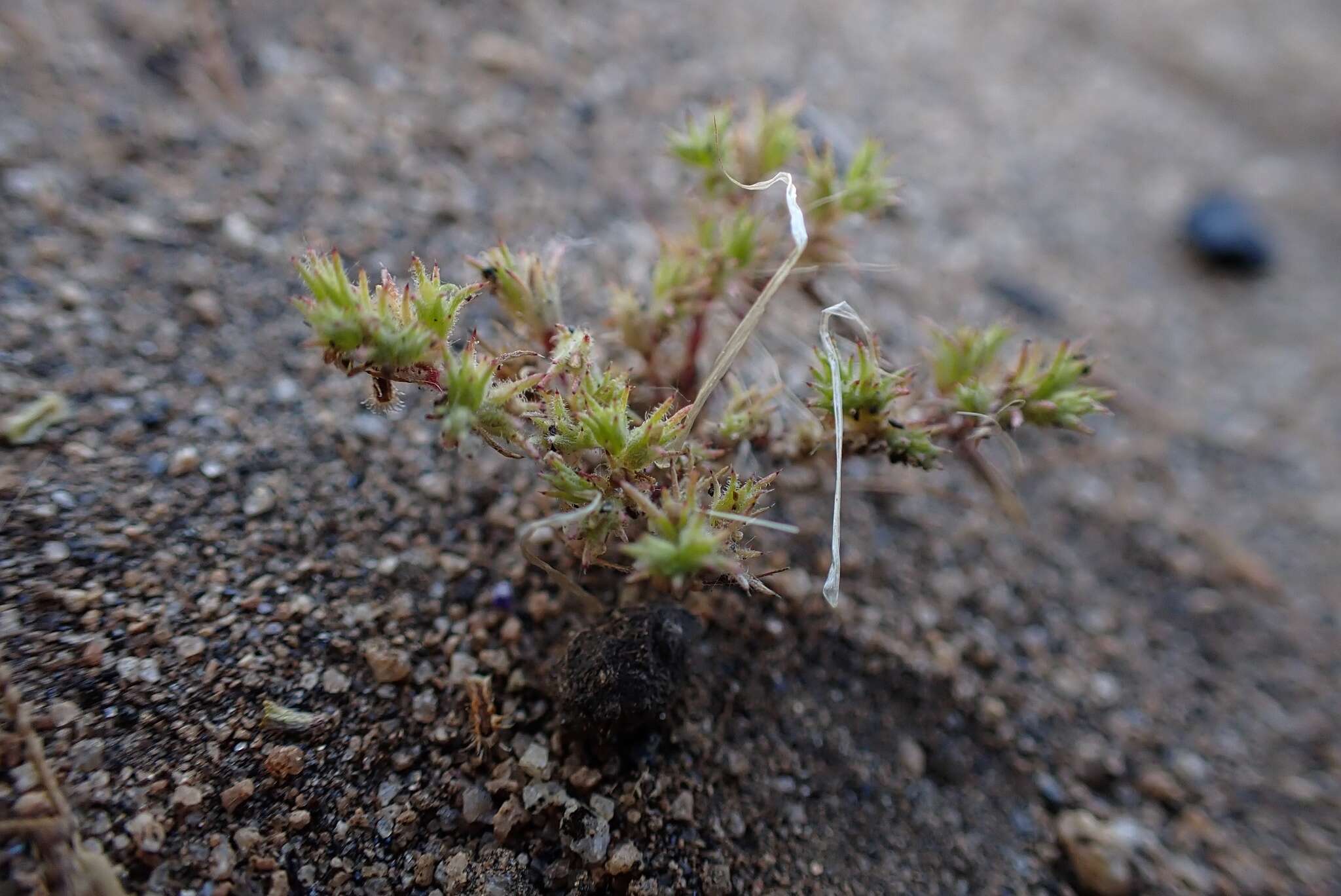 Слика од Loeflingia squarrosa Nutt. ex Torr. & Gray