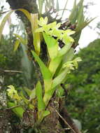 Image of Epidendrum hunterianum Schltr.