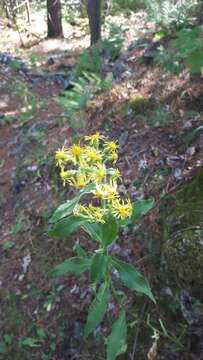 Image of stout goldenrod