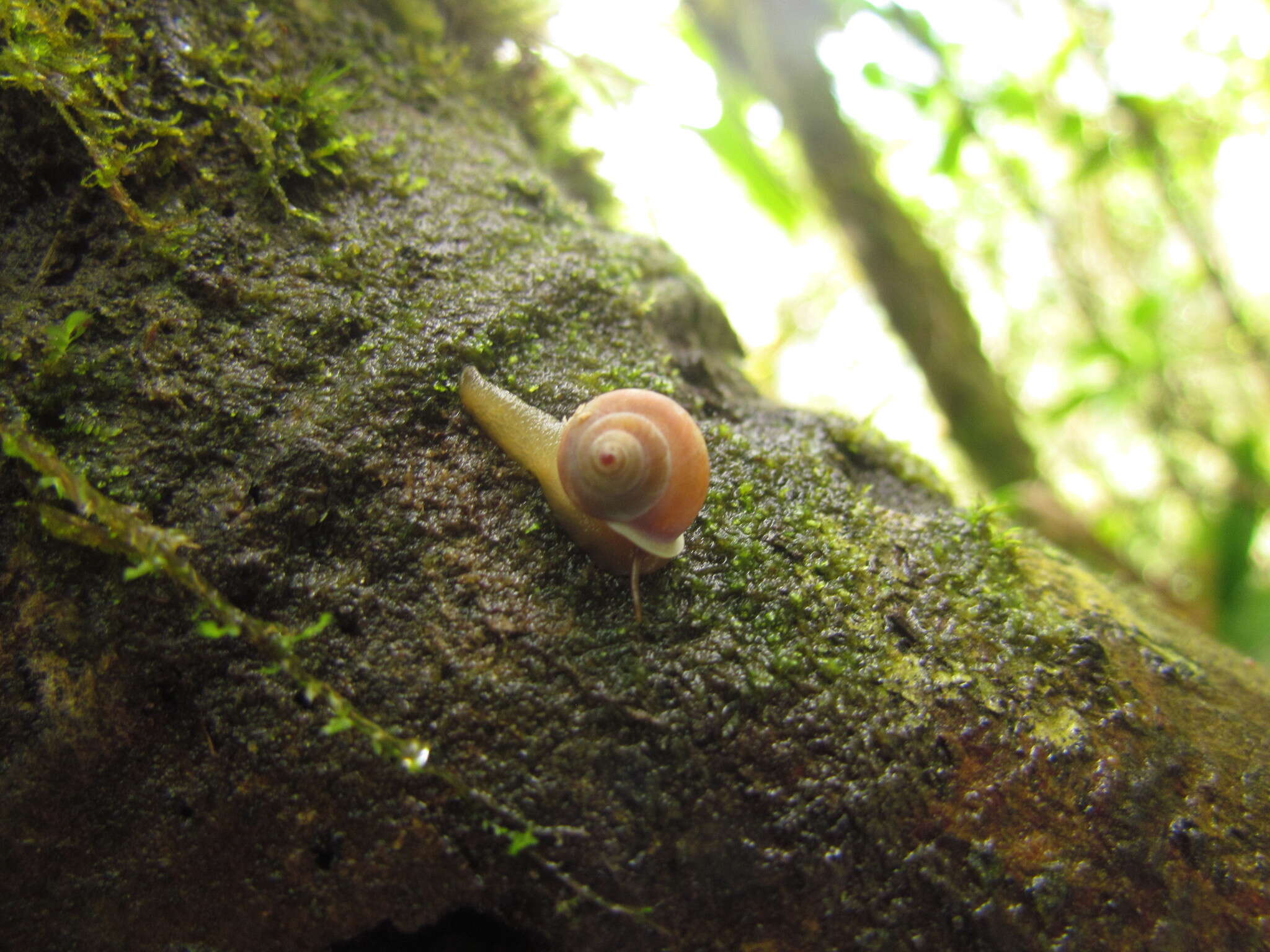 Imagem de Helicina brasiliensis