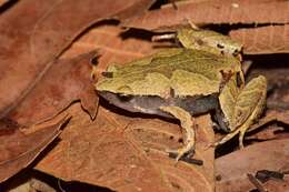 Image of Bleating Frogs