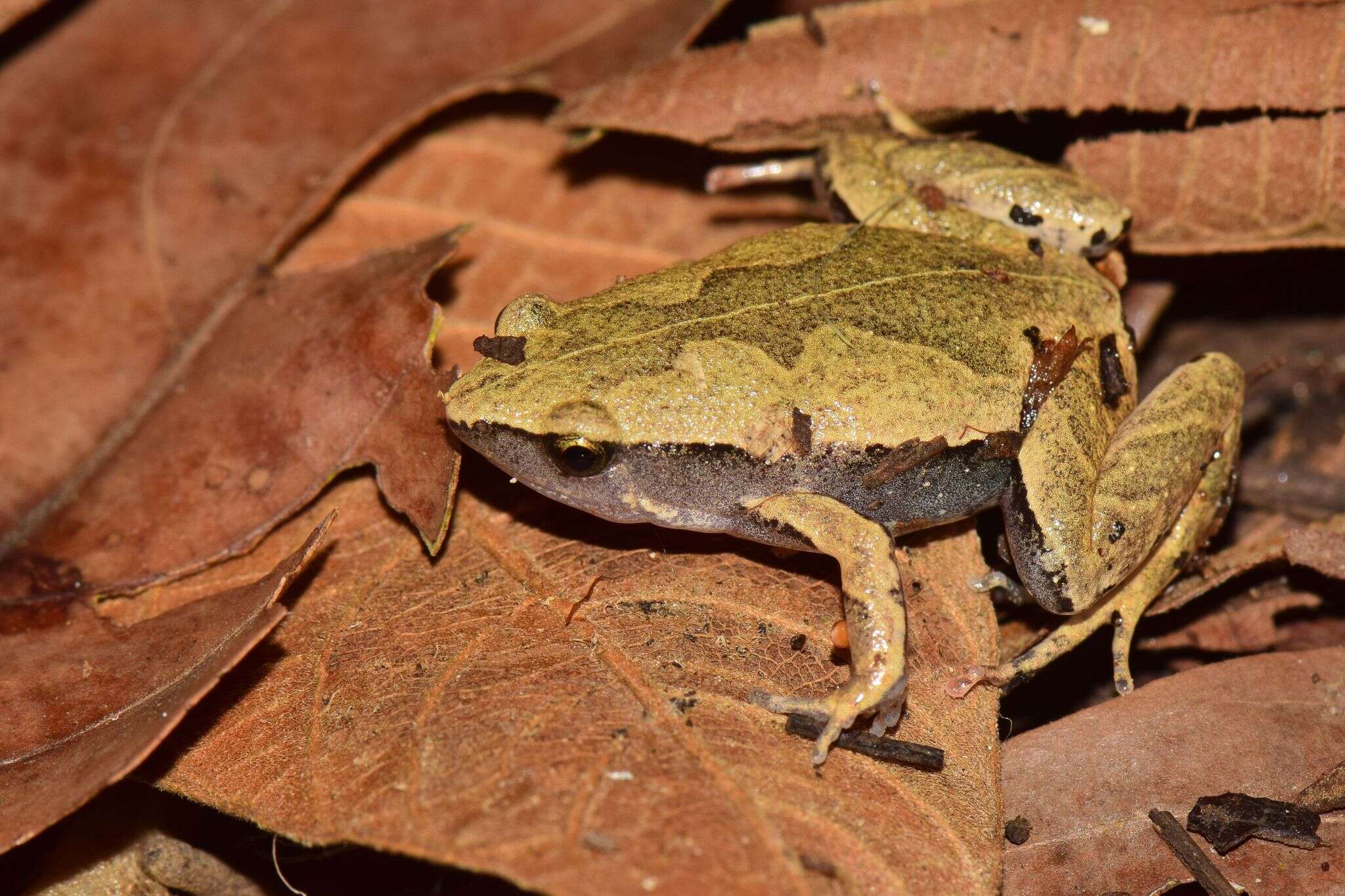 Image of Bleating Frogs