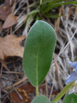 Image of Oak Ridge Lupine