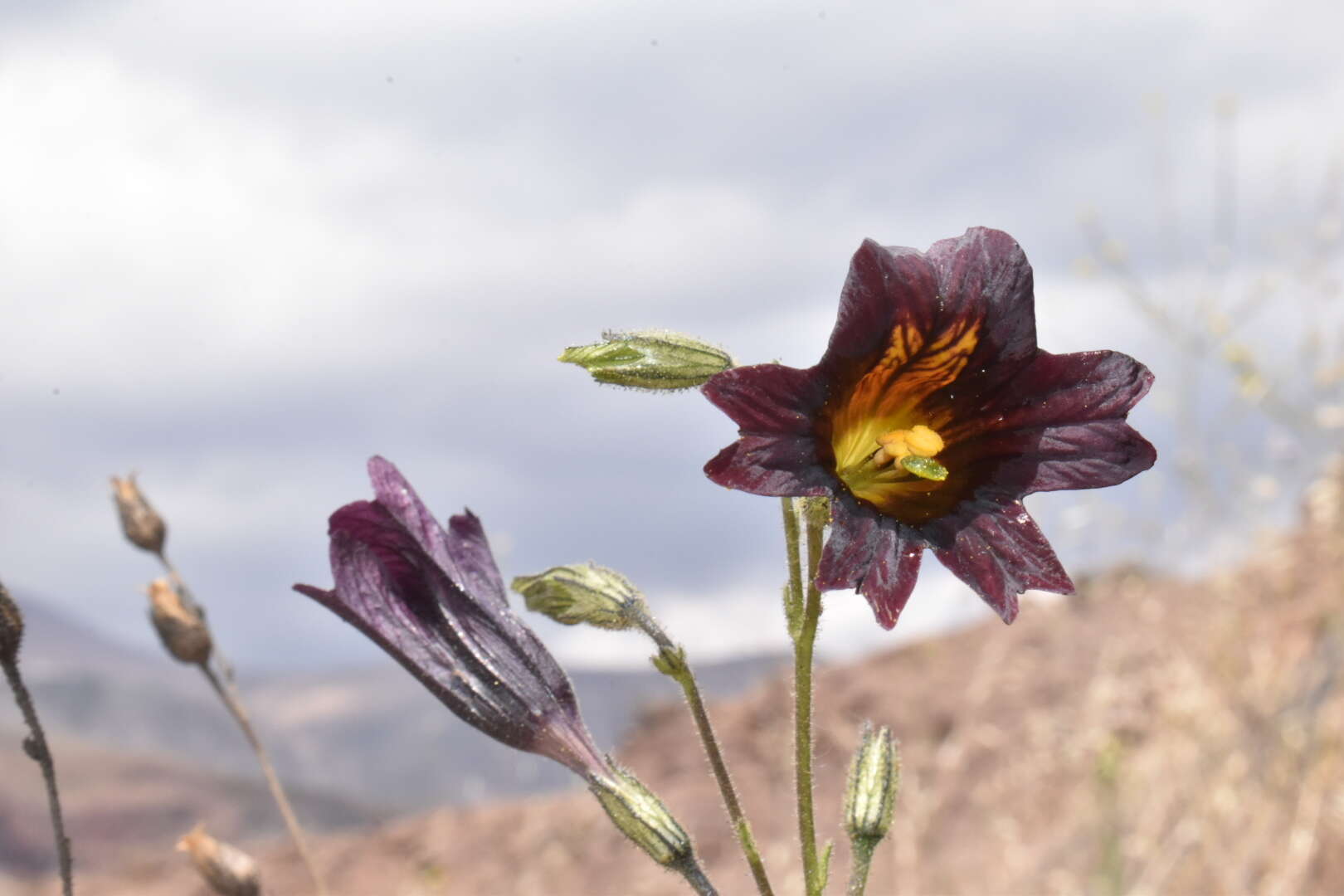 Image of salpiglossis