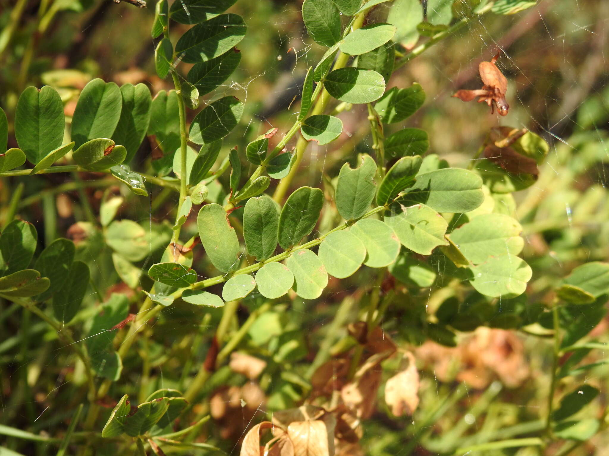 Plancia ëd Hedysarum boutignyanum (A. Camus) Alleiz.