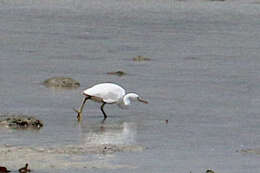 Image of Egretta garzetta nigripes (Temminck 1840)