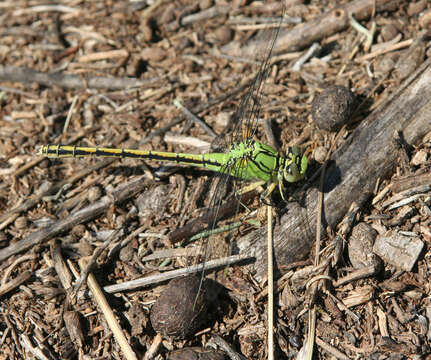 Imagem de Ophiogomphus spinicornis Selys 1878