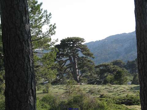 Image of Pinus nigra subsp. salzmannii (Dunal) Franco