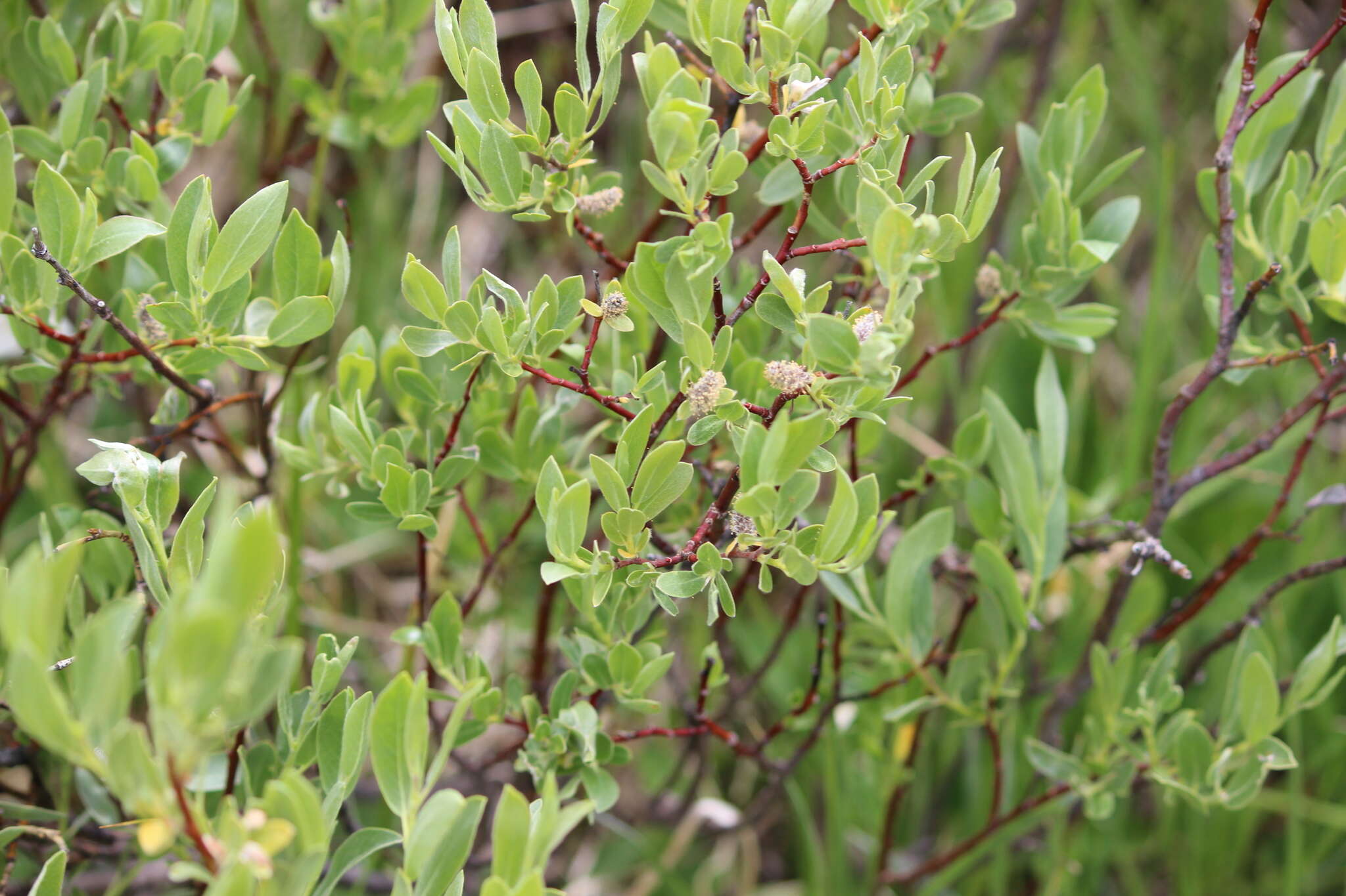 Image of Arizona willow