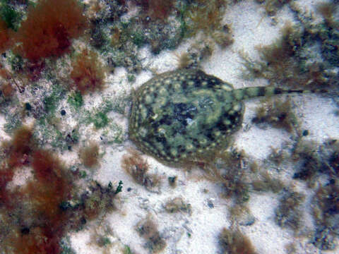 Image of Yellow Stingray