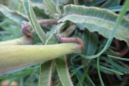 صورة Asclepias meliodora (Schltr.) Schltr.