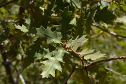 Quercus undulata Torr. resmi