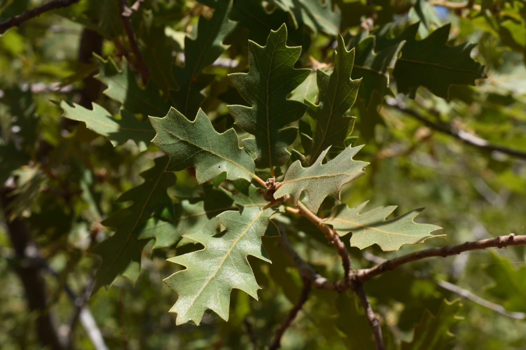 Image de Quercus undulata Torr.