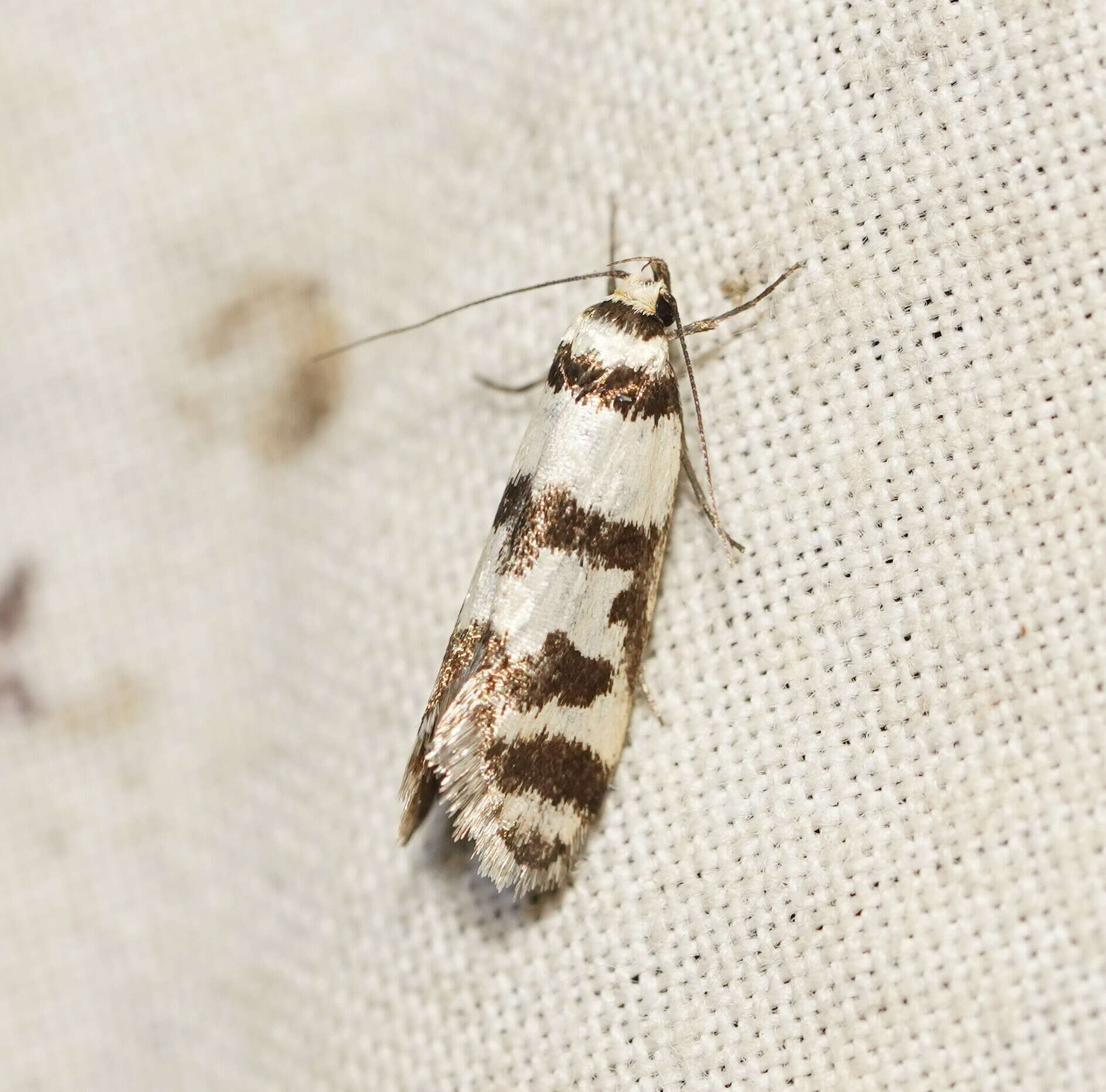 Image of Philobota impletella Walker 1869