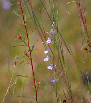 Image of Canby's Lobelia