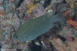 Image of Blue-green damselfish