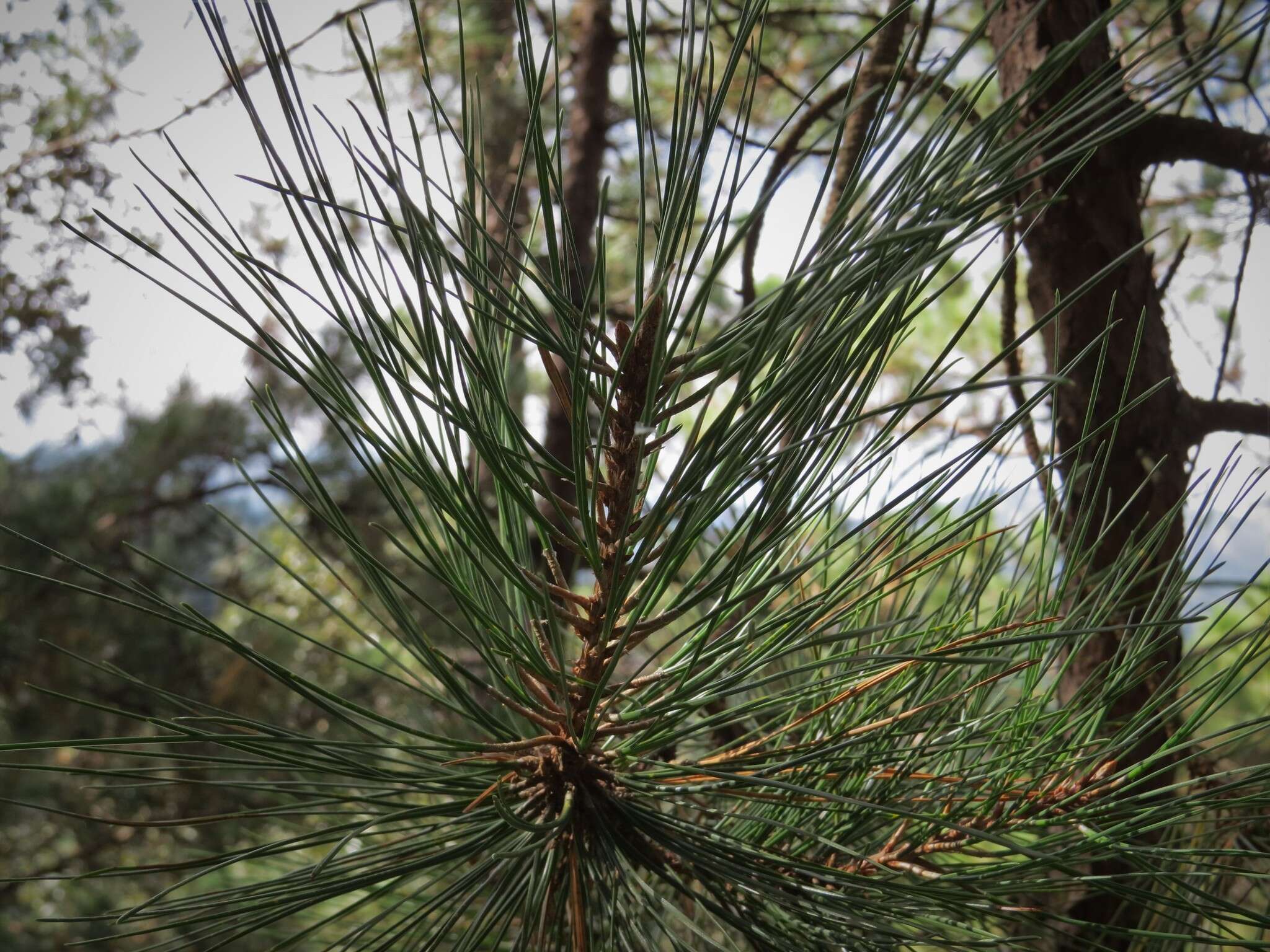 Image of Aztec Pine