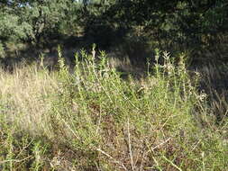 صورة Genista hirsuta M. Vahl