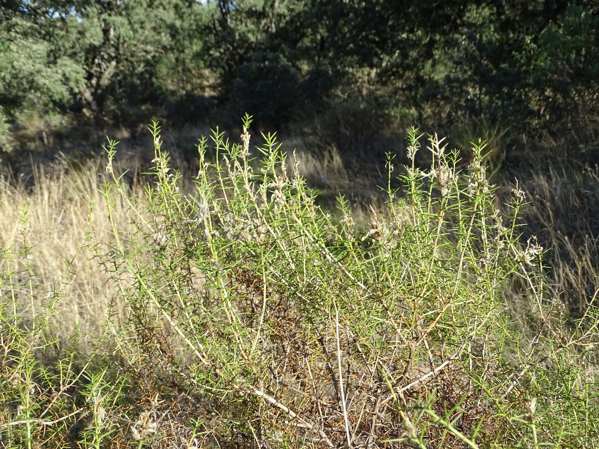 صورة Genista hirsuta M. Vahl