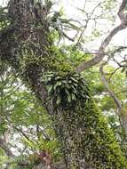 Image of Medusa's Bulbophyllum