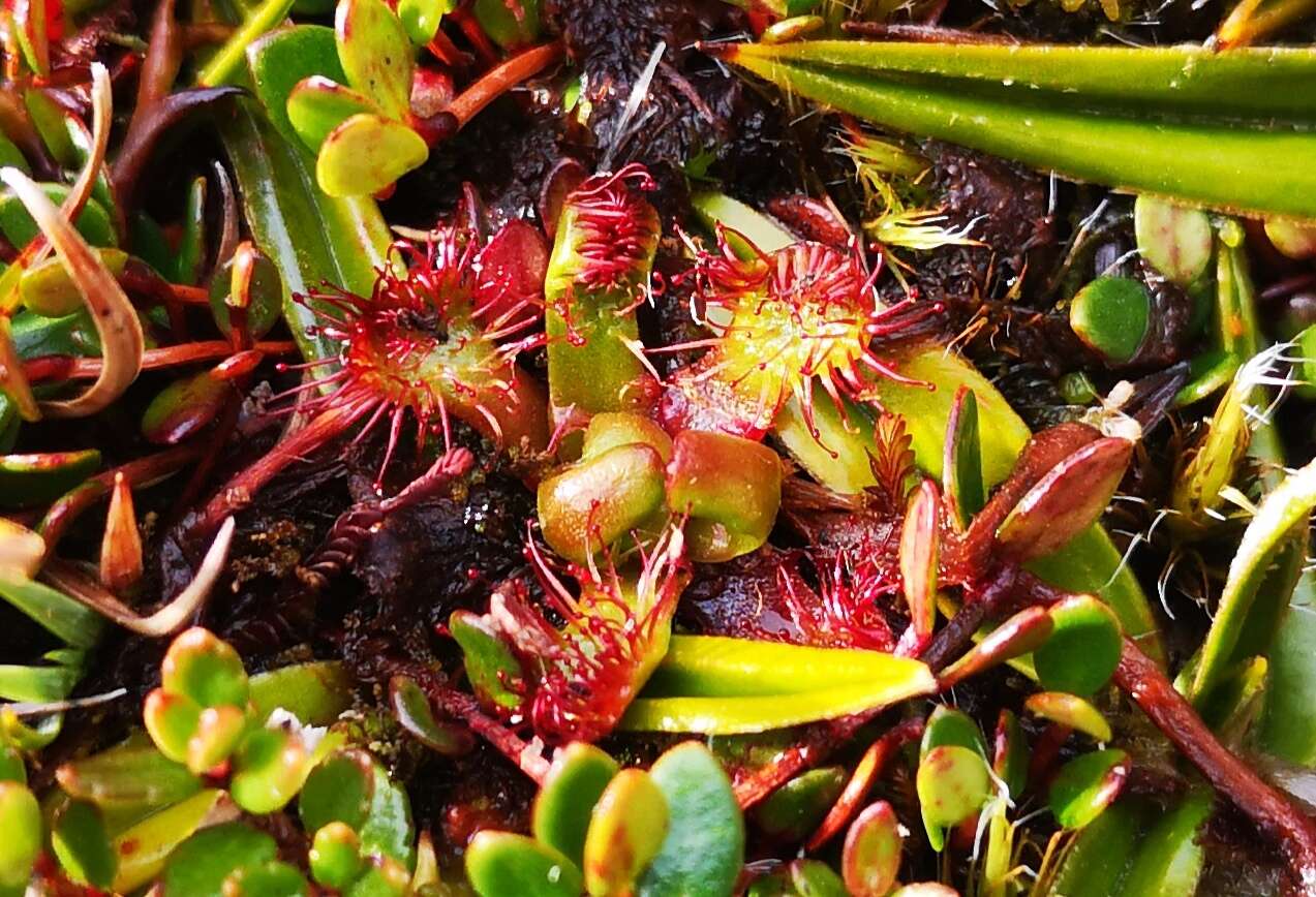 Image of Drosera uniflora Willd.