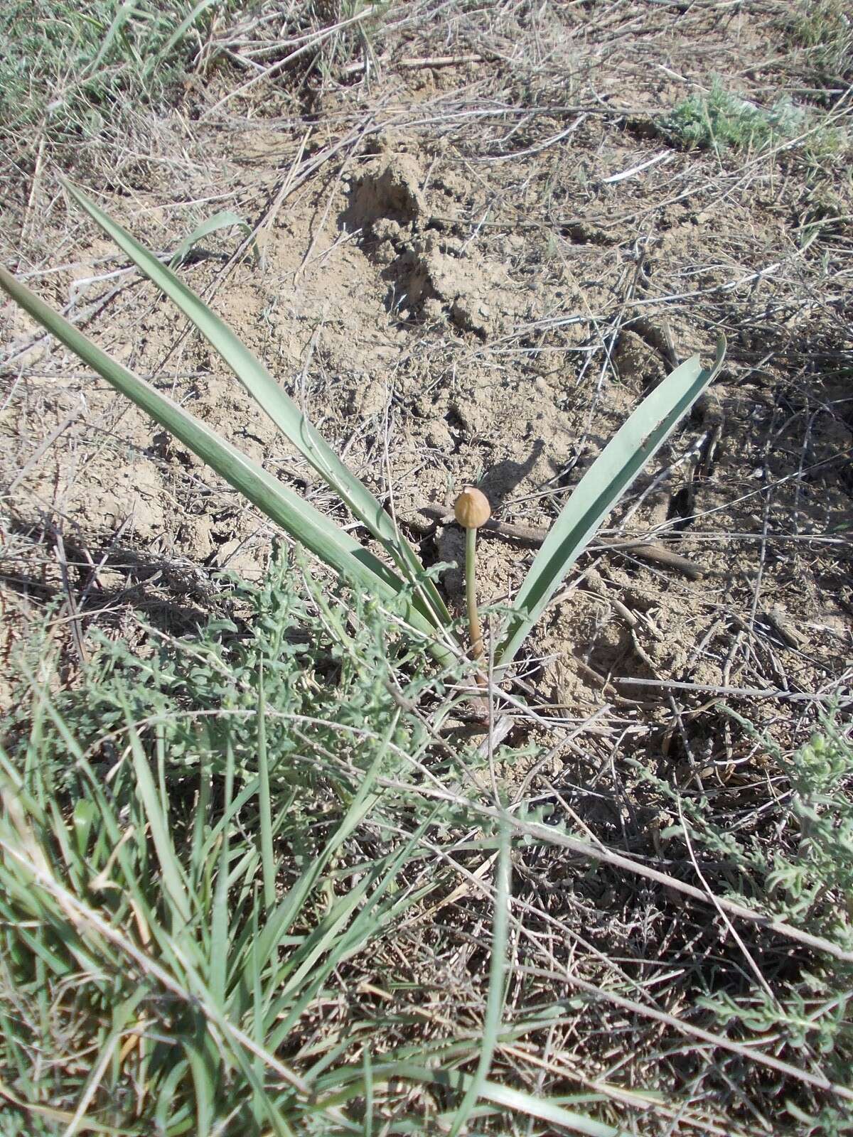 Image of Allium tulipifolium Ledeb.