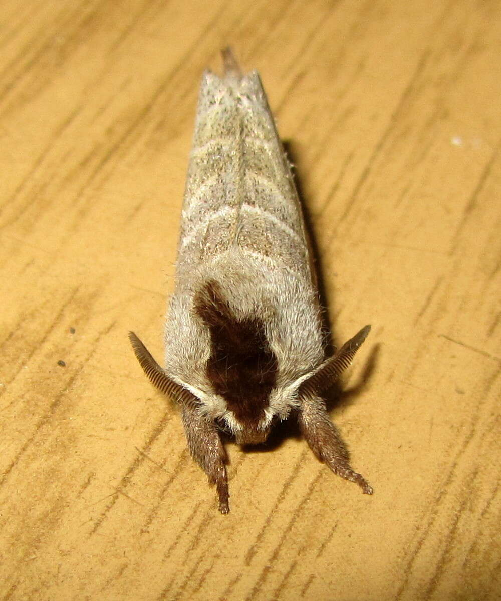 Clostera curtula Linnaeus 1758的圖片