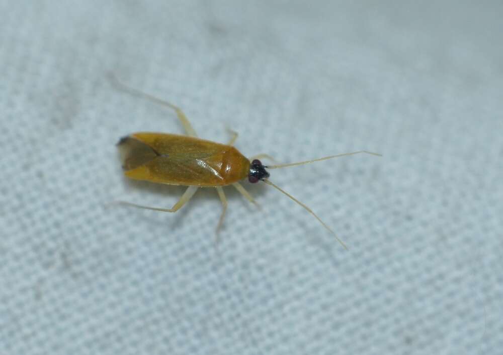 Phylus melanocephalus (Linnaeus 1767)的圖片