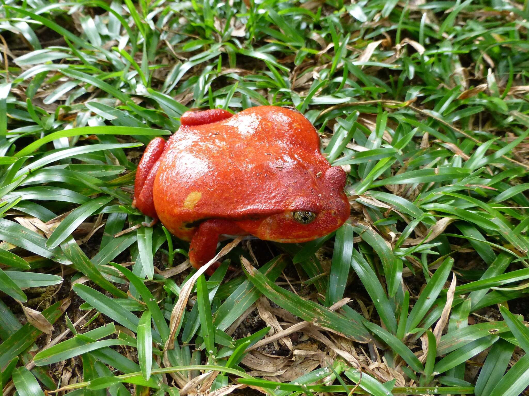 Image of Tomato Frogs