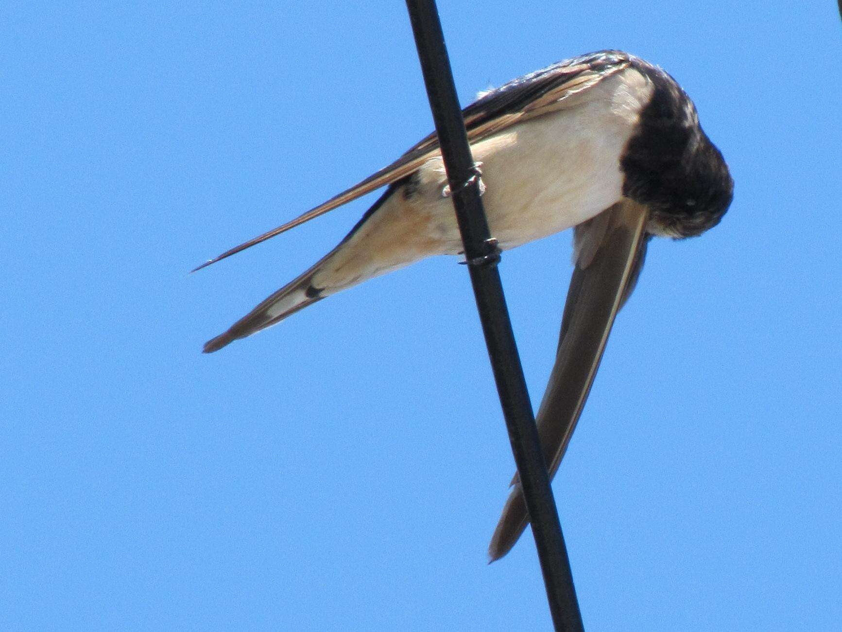 Image of Hirundo rustica rustica Linnaeus 1758