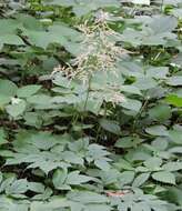 Image of Appalachian False Goat's-Beard