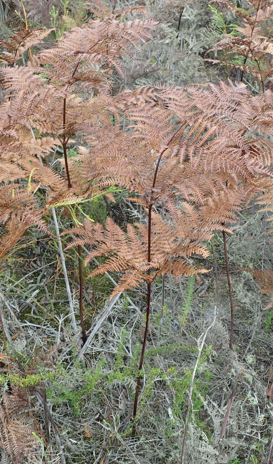 Image of Bracken