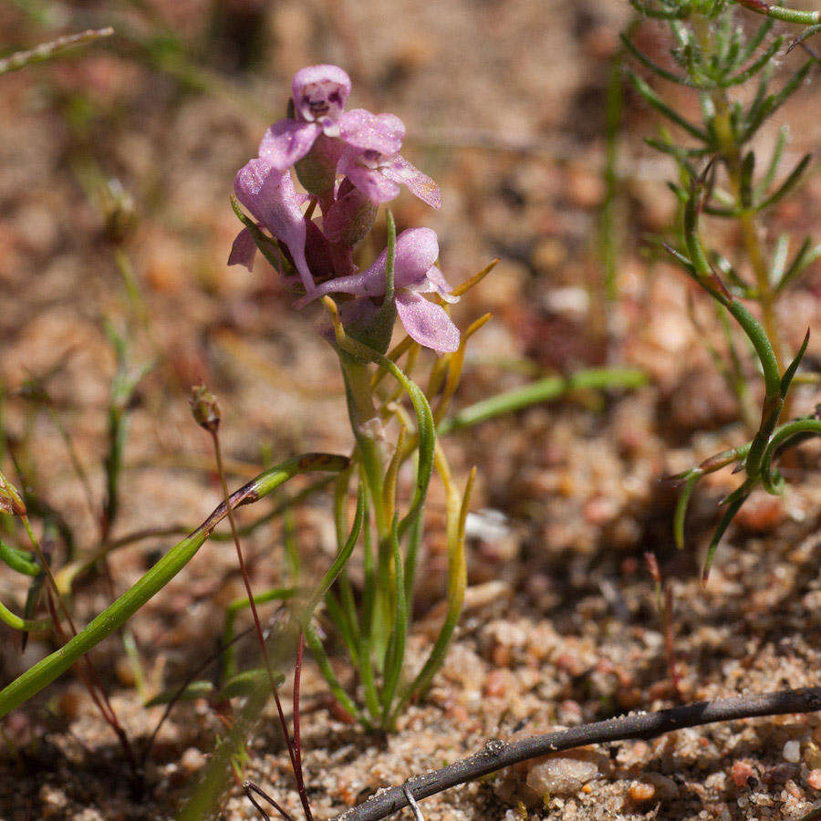 Image of Disa tenella subsp. tenella