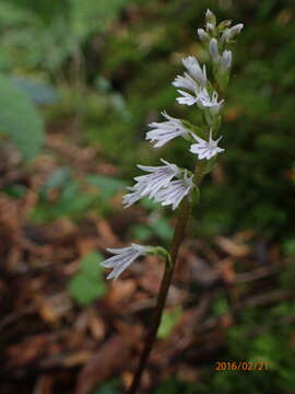 Imagem de Holothrix orthoceras (Harv.) Rchb. fil.