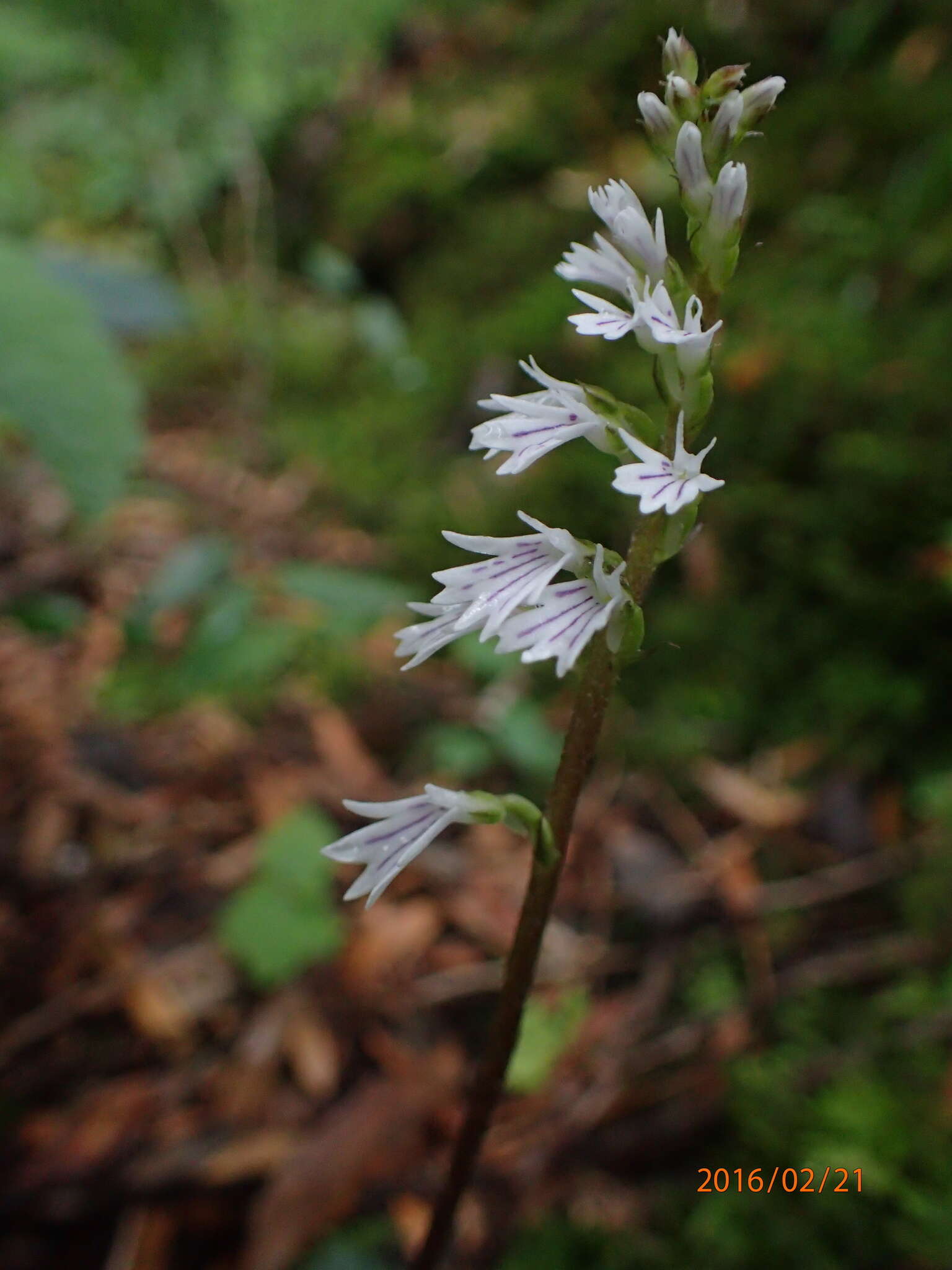 Holothrix orthoceras (Harv.) Rchb. fil.的圖片