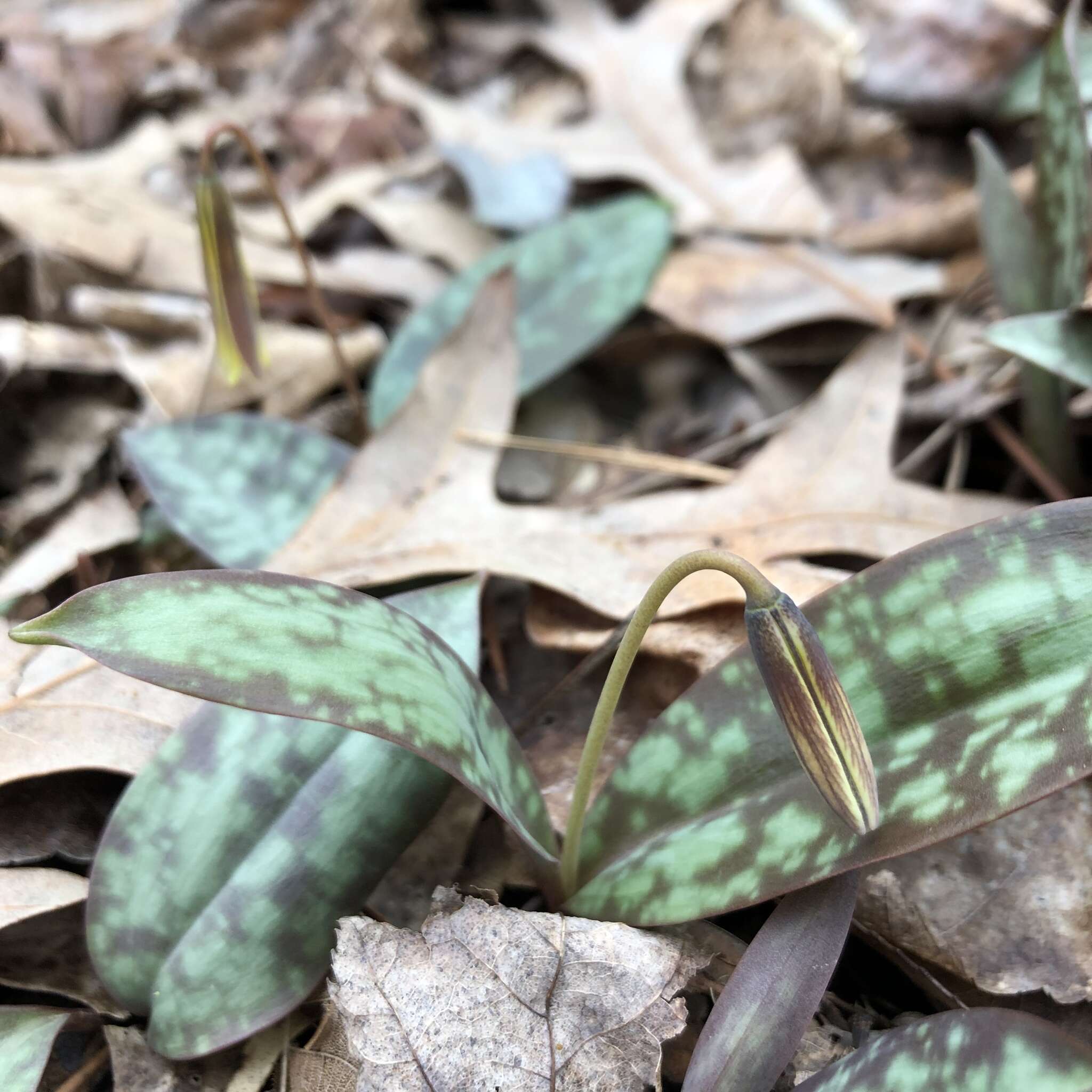 Image of dimpled troutlily