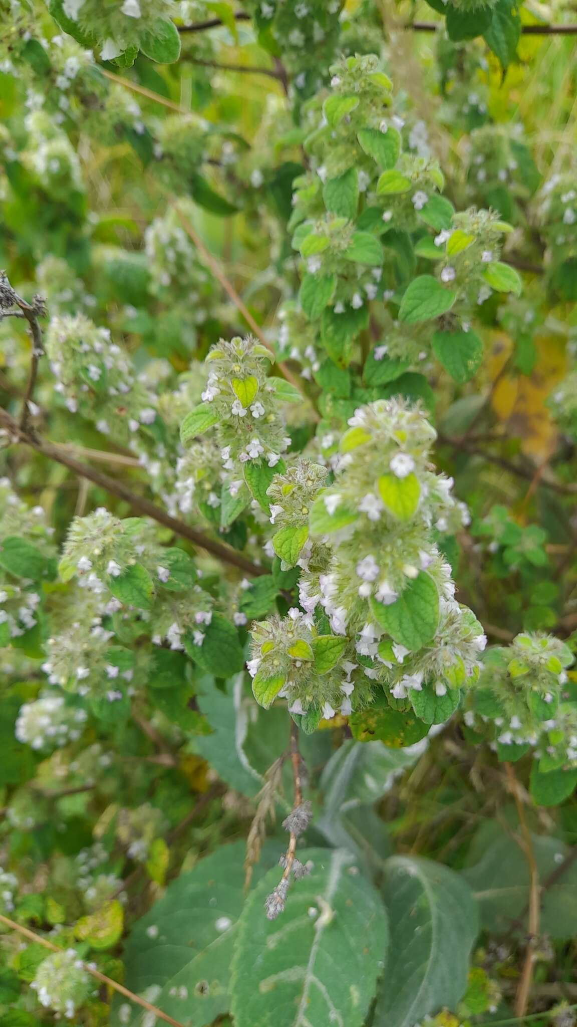 Image of Minthostachys mollis (Benth.) Griseb.