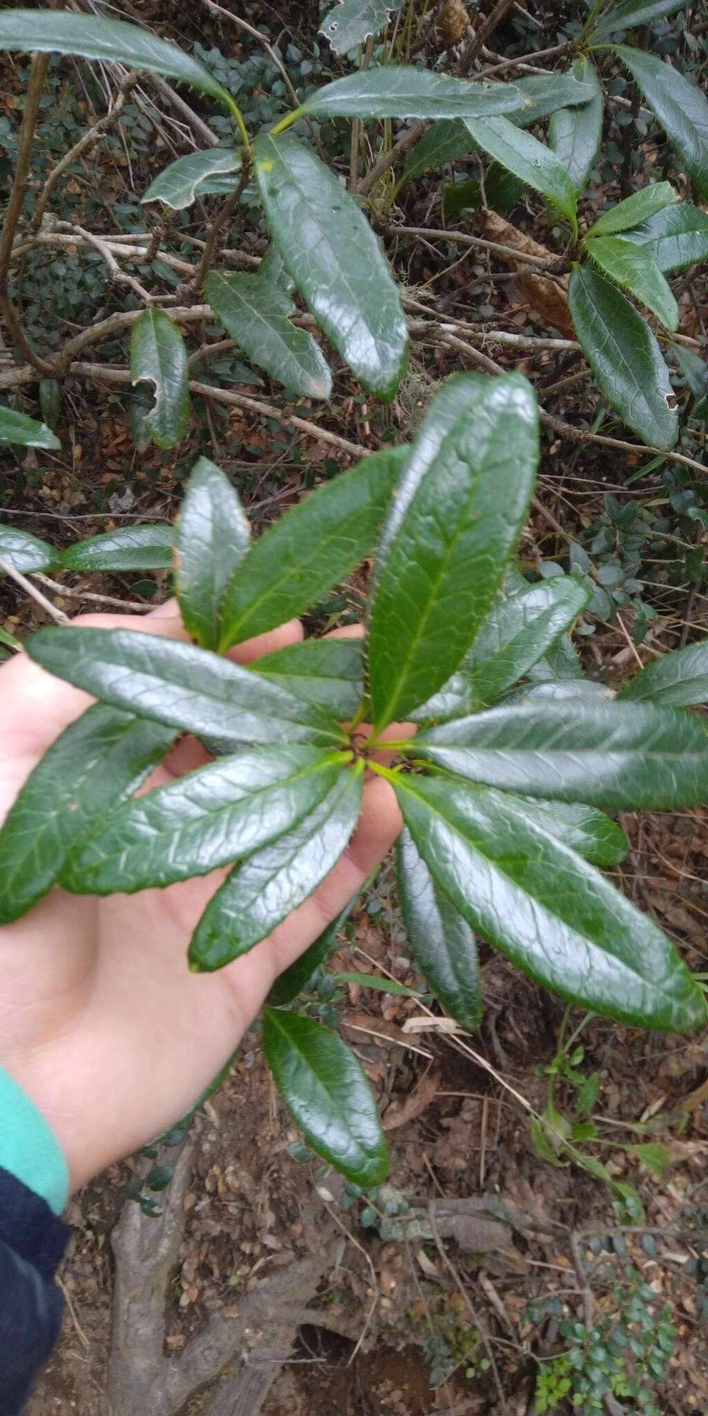 Image of Berberis pseudoilicifolia Skottsb.